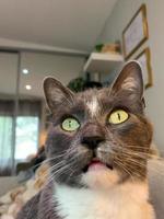 Nahaufnahme eines grauen schönen Katzenkopfes 2 foto