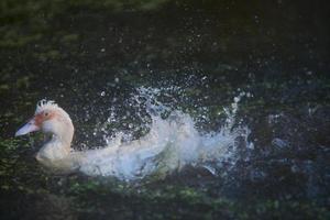 Eine weiße Ente, die an sonnigen Tagen auf einem Teich mit dunkelblauem Wasser schwimmt und Wasser herumspritzt. selektive Fokussierung und Belichtung. Hintergrundbeleuchtung auf Federn. Wassertropfen in der Luft. foto