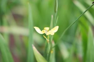 schöne frische Blumen als Hintergrund foto