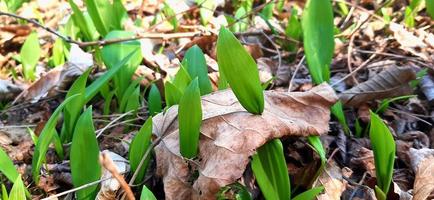 grüne und braune Blätter foto