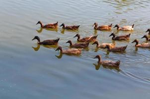 See mit und Enten im Wasser, Nordthailand foto