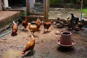 mutterhühner huhn auf einem bauernhof, streckenhühner auf einem biobauernhof foto