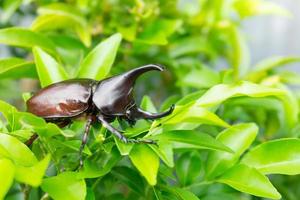 dynastinae oder Nashornkäfer allomyrina dithotomus auf Baum foto