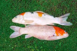 Tote Karpfenfische oder Koi-Karpfenfischkrankheiten, die auf dem grünen Gras infiziert sind foto