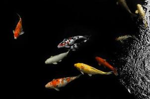 koi schwimmen in einem wassergarten, bunte koi-fische, detail von bunten japanischen karpfenfischen, die im teich schwimmen foto