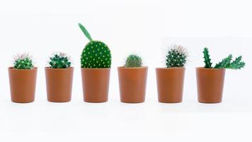 Sammlung Kaktus mit einem braunen Topf isoliert auf weißem Hintergrund foto