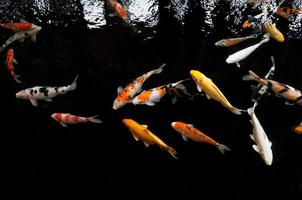 koi schwimmen in einem wassergarten, bunte koi-fische, detail von bunten japanischen karpfenfischen, die im teich schwimmen foto