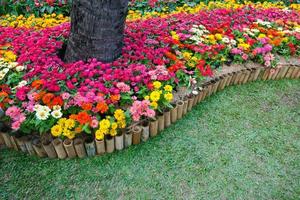 bunte zinniablumen am garden.beautiful floral background foto