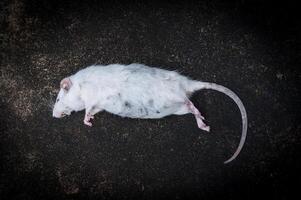 tote weiße Ratten auf dem Boden, die tote Ratte auf einer Straße foto