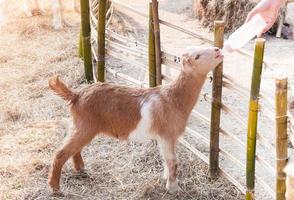 Babyziege mit Milchflasche auf dem Bauernhof füttern, die hungrige Ziege mit Milch füttern foto