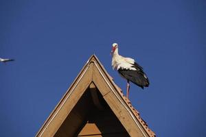 Störche in Ifrane, Dorf im Schweizer Stil in Marokko foto