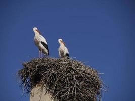 Störche in Ifrane, Dorf im Schweizer Stil in Marokko foto