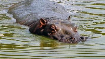 tierische geheimniswelt foto