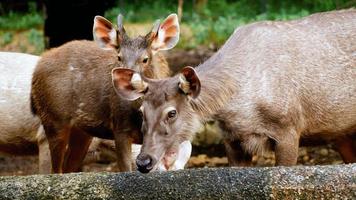 geheimnisvolle Tierwelt foto