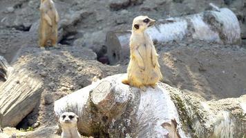 geheimnisvolle Tierwelt foto