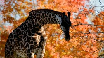 schöne Welt der Tiere foto