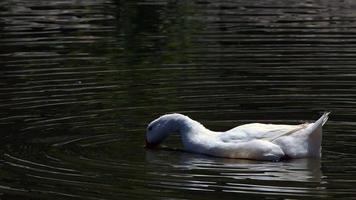 tierische geheimniswelt foto