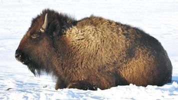 geheimnisvolle Tierwelt foto