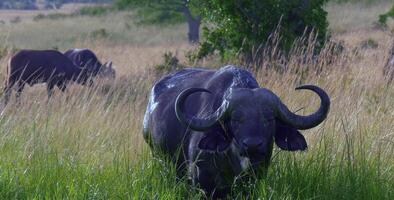 geheimnisvolle Tierwelt foto