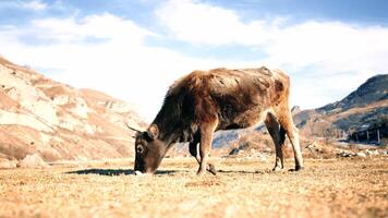 geheimnisvolle Tierwelt foto