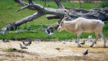 tierische geheimniswelt foto