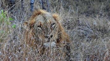 tierische geheimniswelt foto