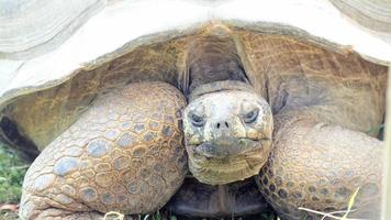 geheimnisvolle Tierwelt foto