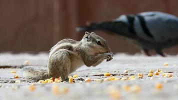 Welt der fantastischen Tierwesen foto