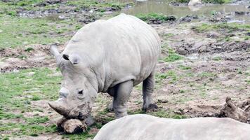 geheimnisvolle Tierwelt foto