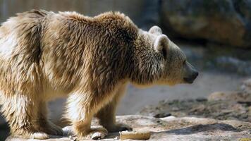 tierische geheimniswelt foto