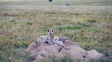 tierische geheimniswelt foto