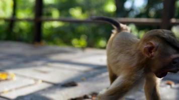 Welt der fantastischen Tierwesen foto