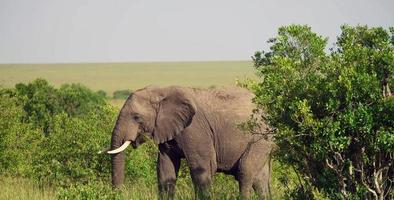 geheimnisvolle Tierwelt foto