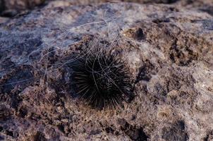 Seeigel aus nächster Nähe foto