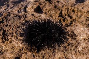 Seeigel aus nächster Nähe foto