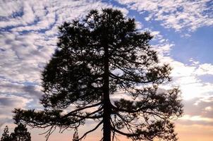 Naturansicht mit Baum foto