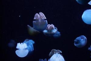 Blaue Speckquallen unter Wasser foto