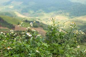 kleine weiße Blumen im weiten Tal foto
