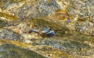 schwarze Krabbe Krabben auf Klippen Steinen Felsen Puerto Escondido Mexiko. foto