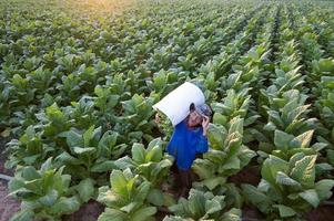 landwirtschaft ernten von tabakblättern in der erntezeit senior farmer sammelt tabakblätter farmer bauen tabak auf den in thailand wachsenden tabakfeldern an vietnam foto