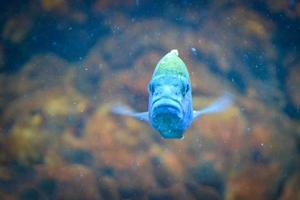 blauer Maulbrüterfisch - Vorderansicht, defokussierter Hintergrund foto