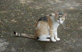 Calico Cat besteht aus 3 Hauptfarbtönen, Orange, Schwarz und Weiß, aber alle drei Farbtöne haben unterschiedliche Intensität und Helligkeit. das macht weltweit keine zwei dreifarbigen katzen mit dem gleichen muster. foto