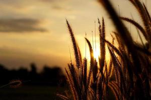 Silhouette Blumen Gras Sonnenuntergang Hintergrund foto