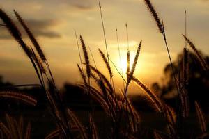 Silhouette Blumen Gras Sonnenuntergang Hintergrund foto