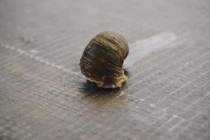 Foto einer gehenden goldenen Apfelschnecke auf einer Holzoberfläche