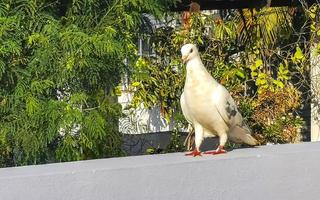 weißer taubenvogel, der auf balkongeländerterrasse mexiko sitzt. foto