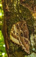 blauer morpho-schmetterling, der vom baum playa del carmen mexiko sitzt. foto