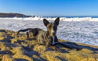 hund entspannt am strandsand im sonnigen mexiko liegend. foto