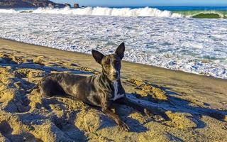 hund entspannt am strandsand im sonnigen mexiko liegend. foto