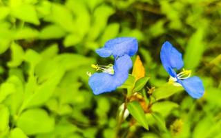 schöne kleine tropische blaue lila blumen und blüten in mexiko. foto